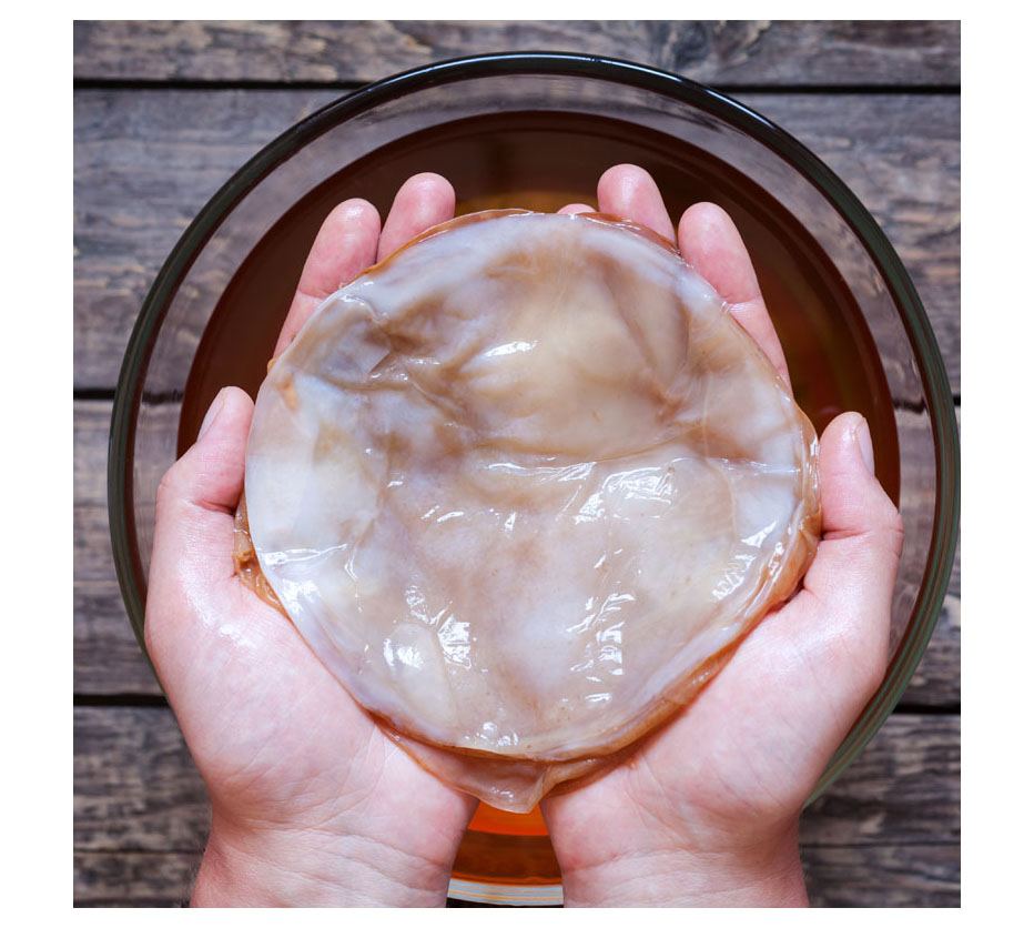 Scoby Kombucha Scoby Kombucha